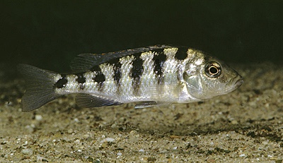 Mylochromis subocularis